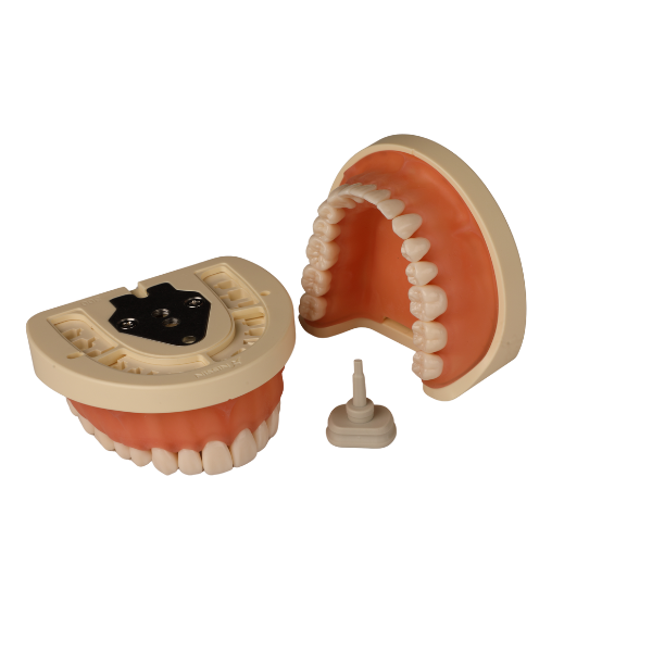 Nissin Jaw Model - Soft Gingiva U/L Snap on GNR300 - Vijai Dental