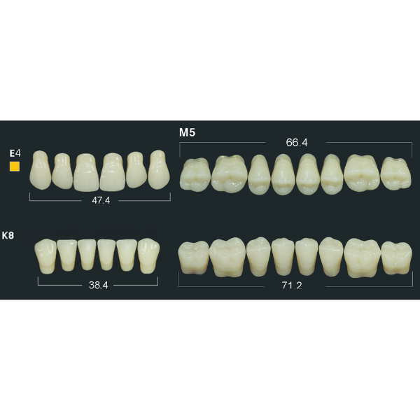 その他 Forelabs denture teeth A2 Dental Synthetic Polymer Teeth Resin Denture A1/A2/A3 28 Teeth/Set