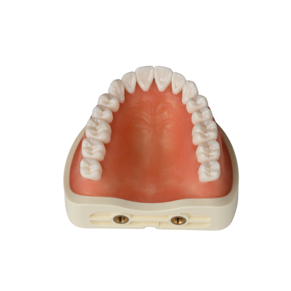 Nissin Jaw Model - Soft Gingiva U/L Snap on GNR300 - Vijai Dental